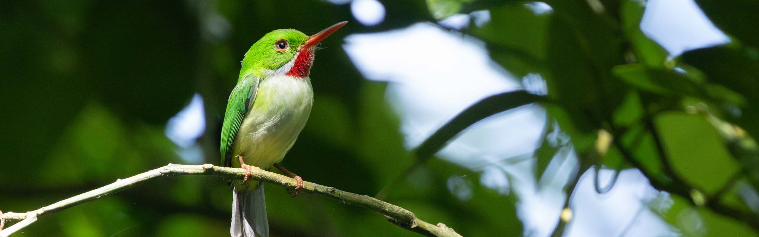 Jamaican Tody2 Field Guides Birding Tours Jamaica Jamaican Tody2 Field Guides Birding Tours Jamaica