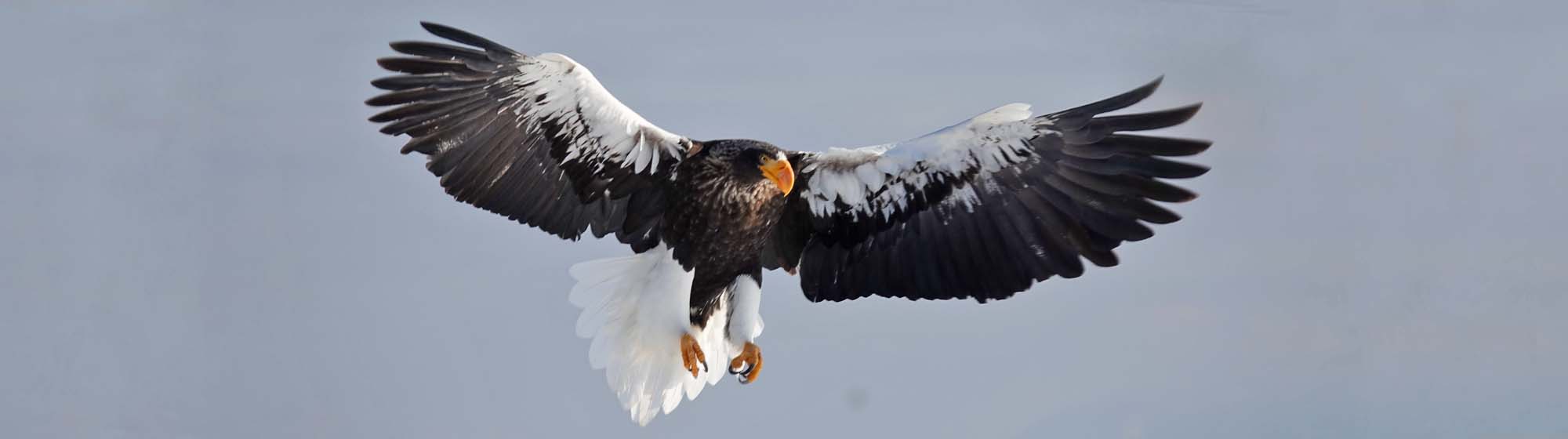 Stellers Sea-Eagle 2 Field Guides Birding Tours Japan