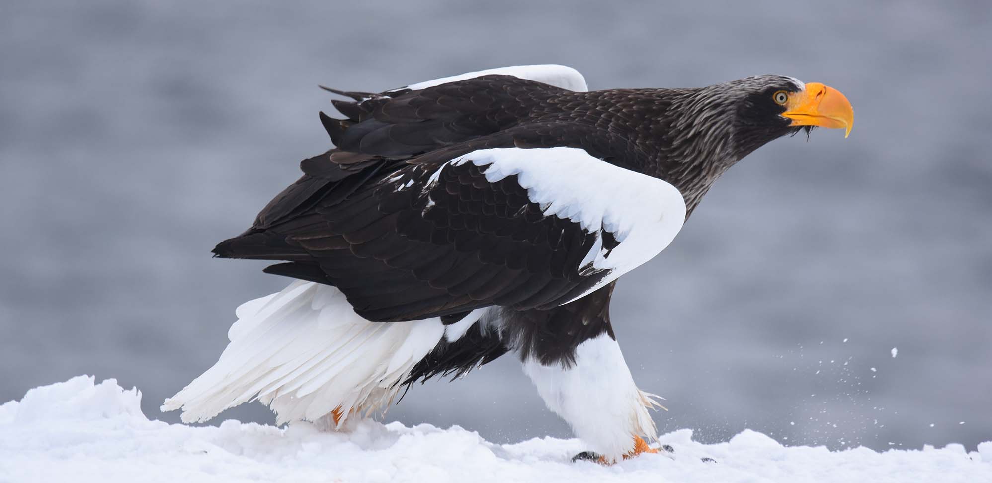 Stellers Sea-Eagle Field Guides Birding Tours Japan
