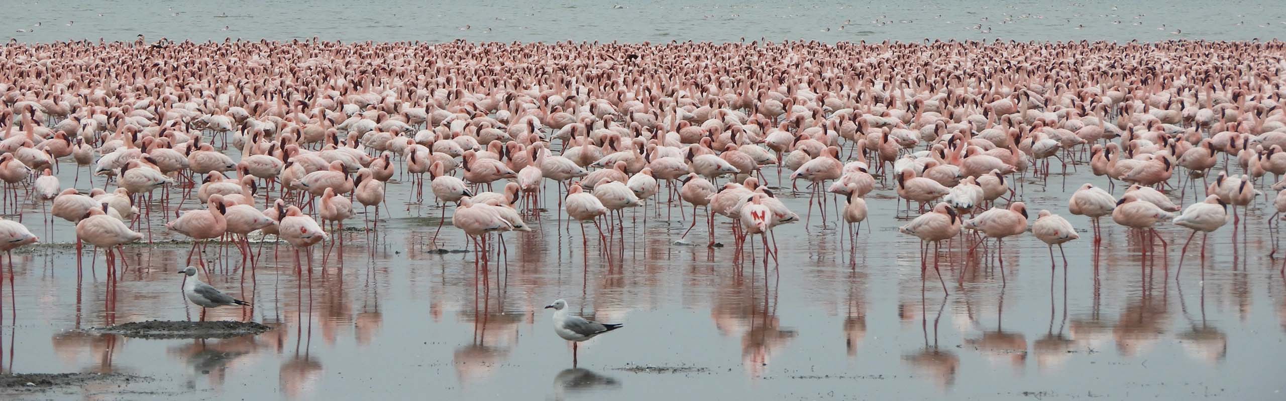 Lesser Flamingo Field Guides Birding Tours Kenya Lesser Flamingo Field Guides Birding Tours Kenya