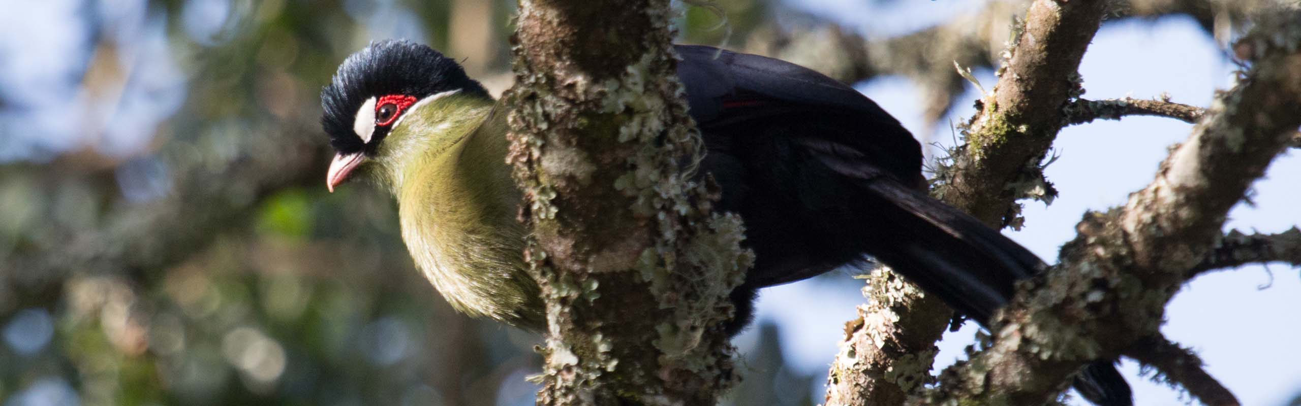 Hartlaubs Turaco Field Guides Birding Tours Kenya