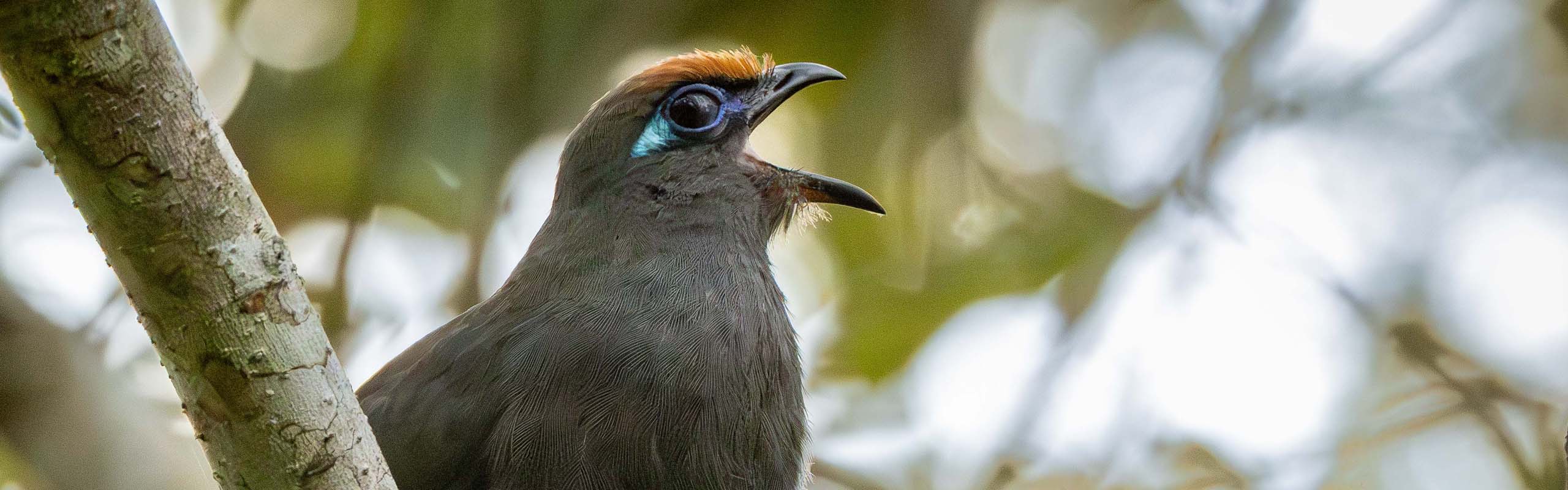 Red-fronted Coua Field Guides Birding Tours Madagascar Red-fronted Coua Field Guides Birding Tours Madagascar