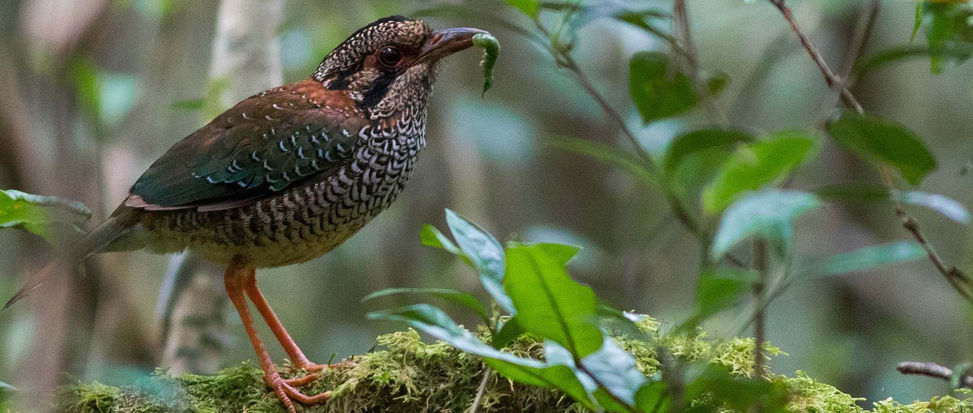 Scaly Ground-Roller 2 Field Guides Birding Tours Madagascar Scaly Ground-Roller 2 Field Guides Birding Tours Madagascar