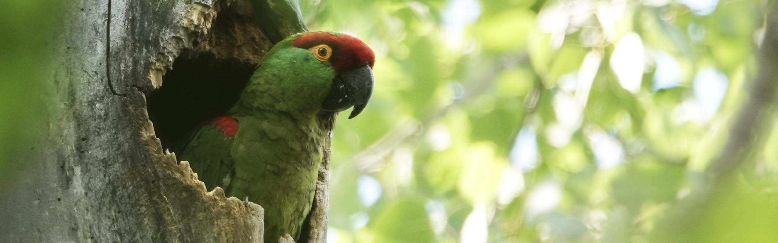 Thick-billed-Parrot Field Guides Birding Tours Mexico Thick-billed-Parrot Field Guides Birding Tours Mexico