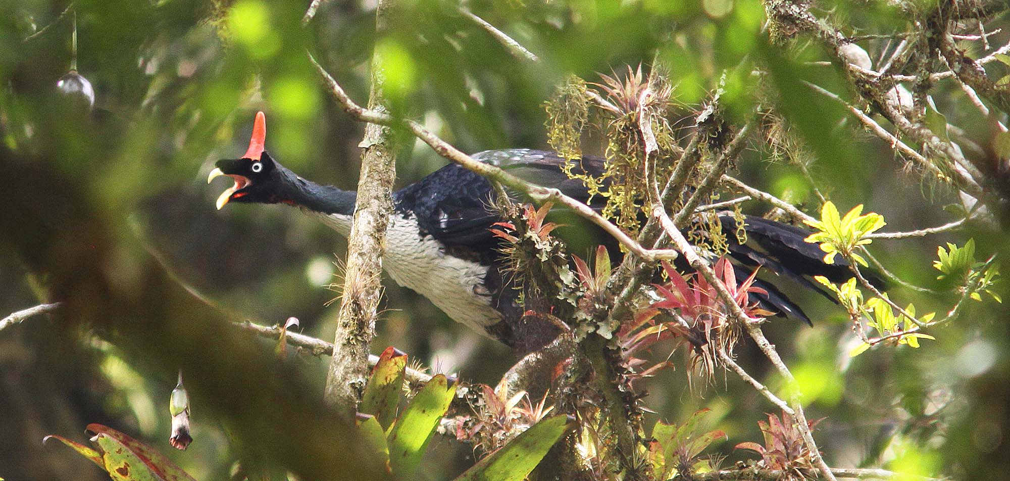 Horned Guan Field Guides Birding Tours Mexico