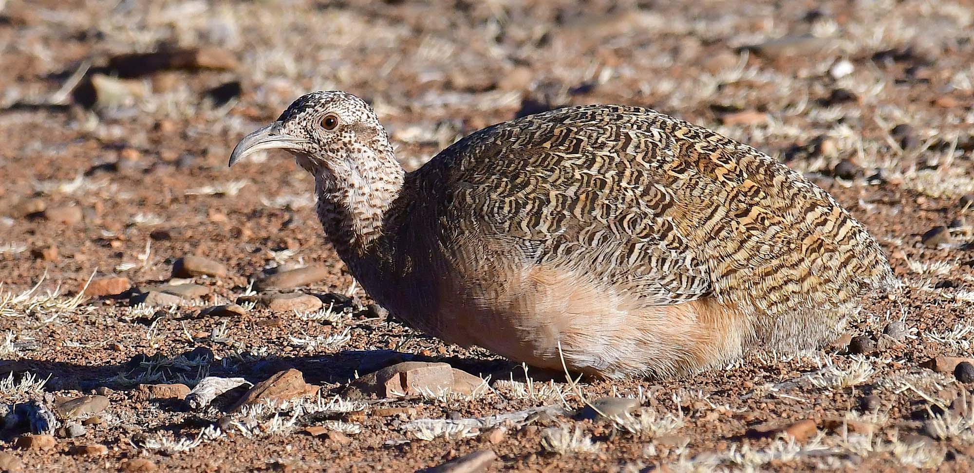 Ornate Tinamou Field Guides Birding Tours Argentina