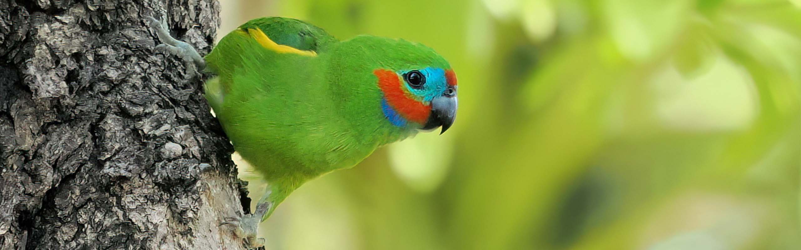 Double-eyed Fig-Parrot Field Guides Birding Tours Australia Papua new guinea Double-eyed Fig-Parrot Field Guides Birding Tours Australia Papua new guinea