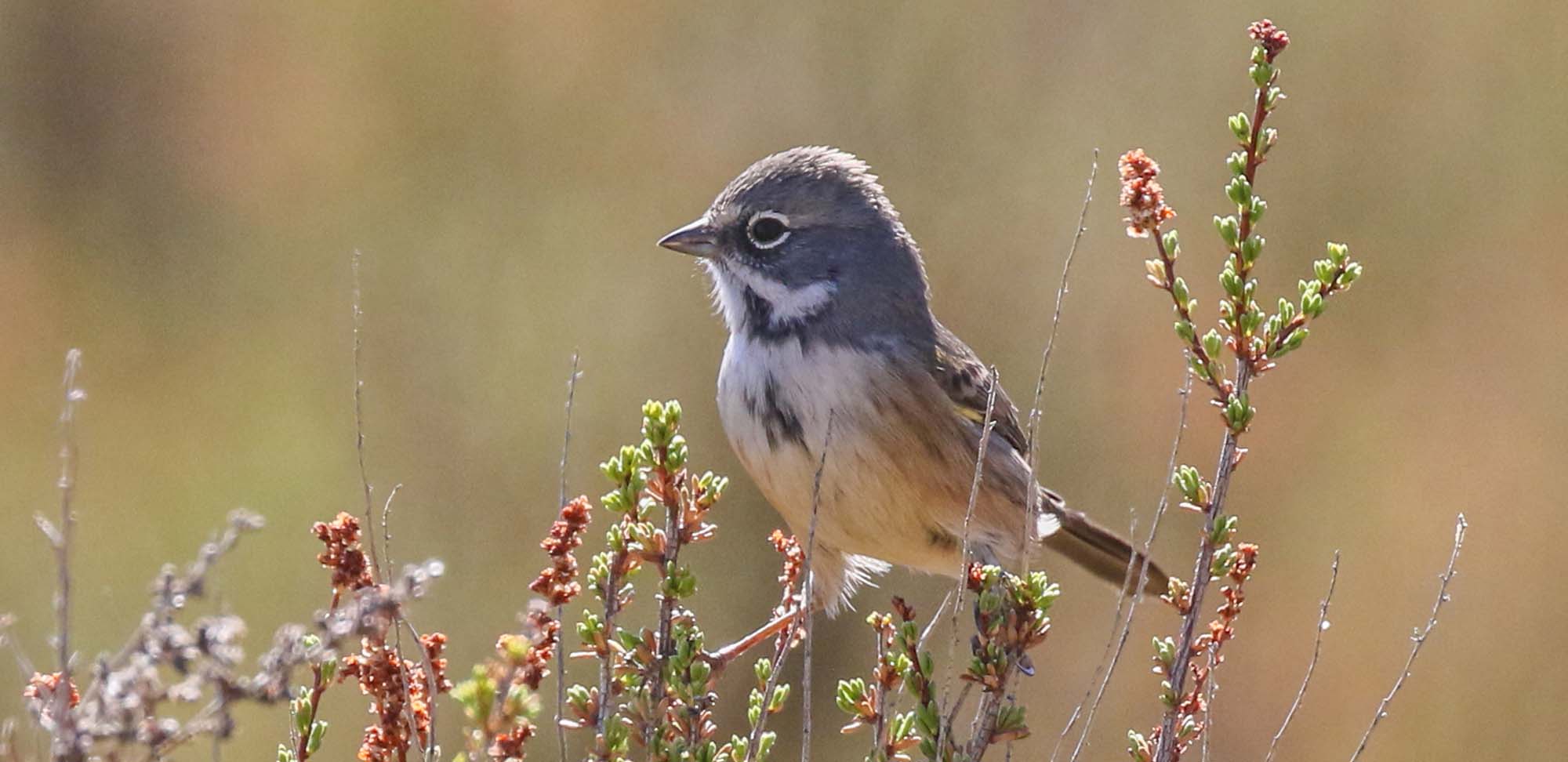 Bells Sparrow Field Guides Birding Tours CALIFORNIA USA