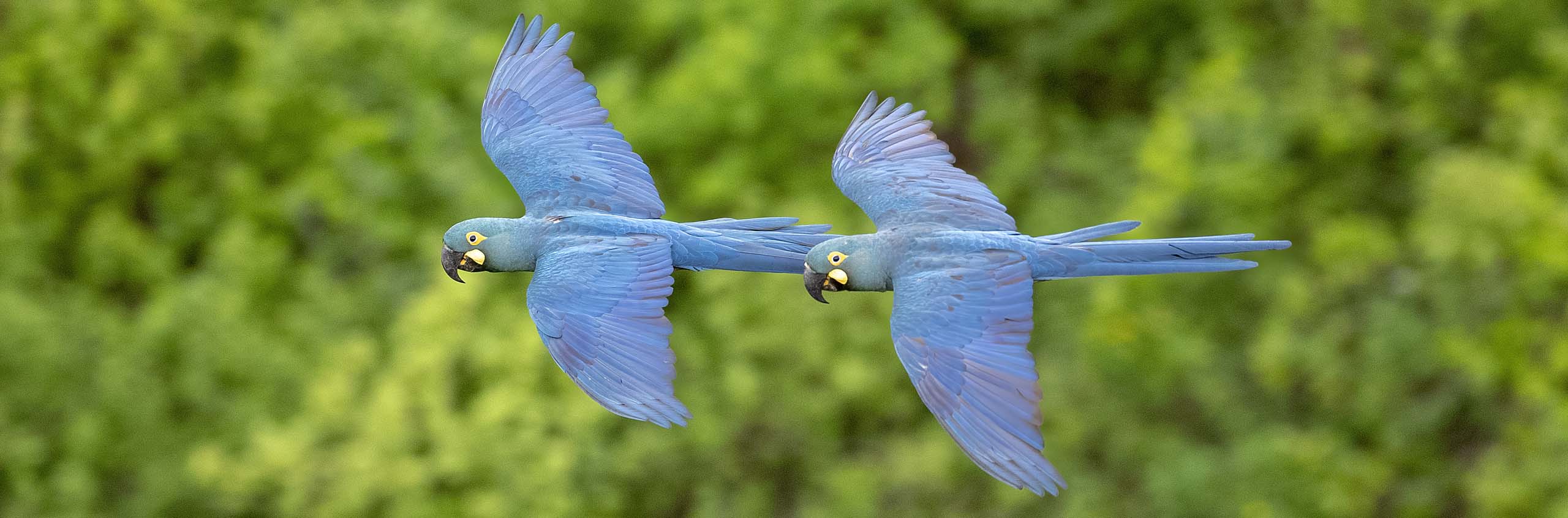 Indigo Macaws2 Field Guides Birding Tours Brazil Indigo Macaws2 Field Guides Birding Tours Brazil