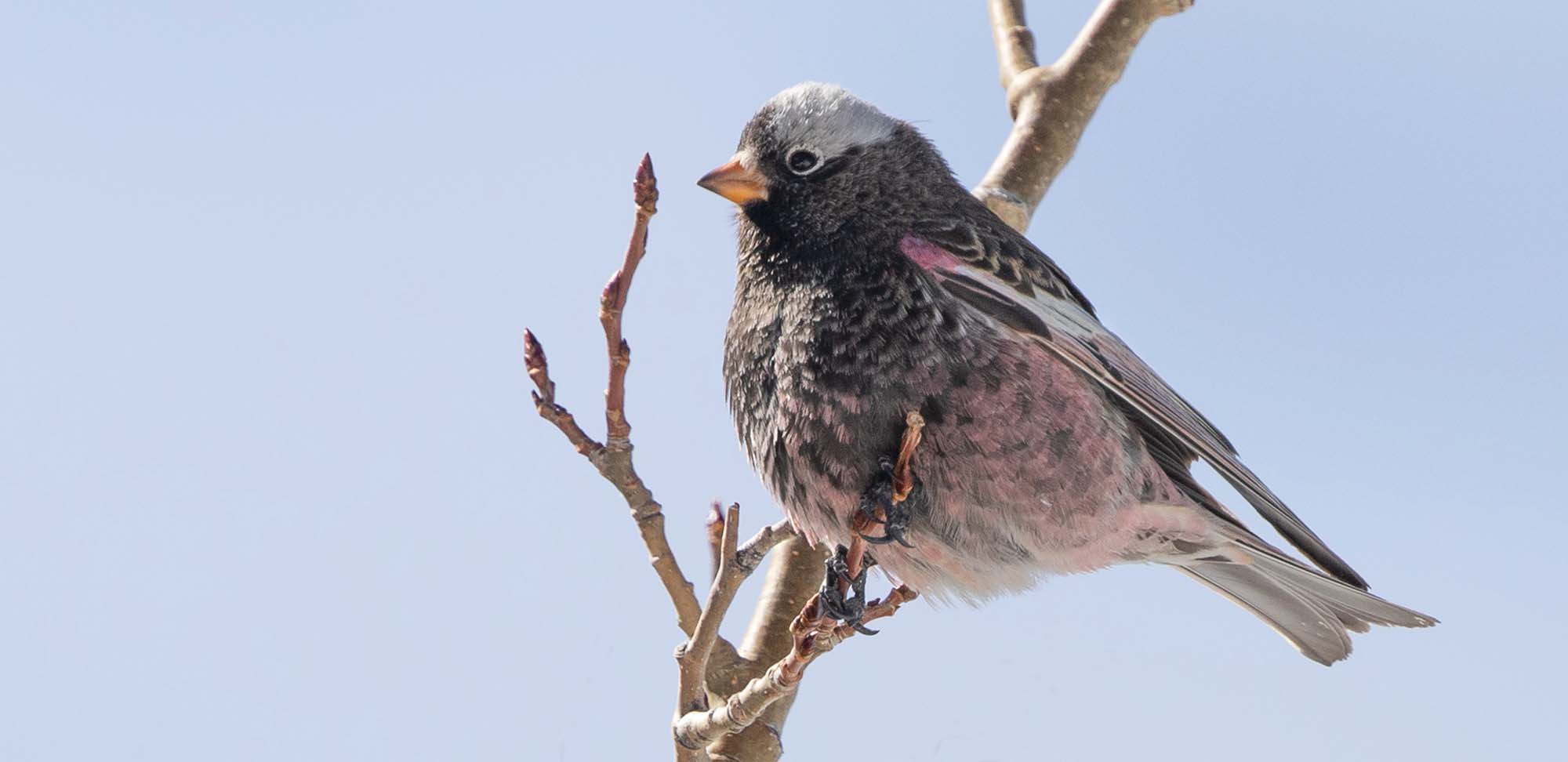 Black Rosy-Finch Field Guides Birding Tours NEW MEXICO USA