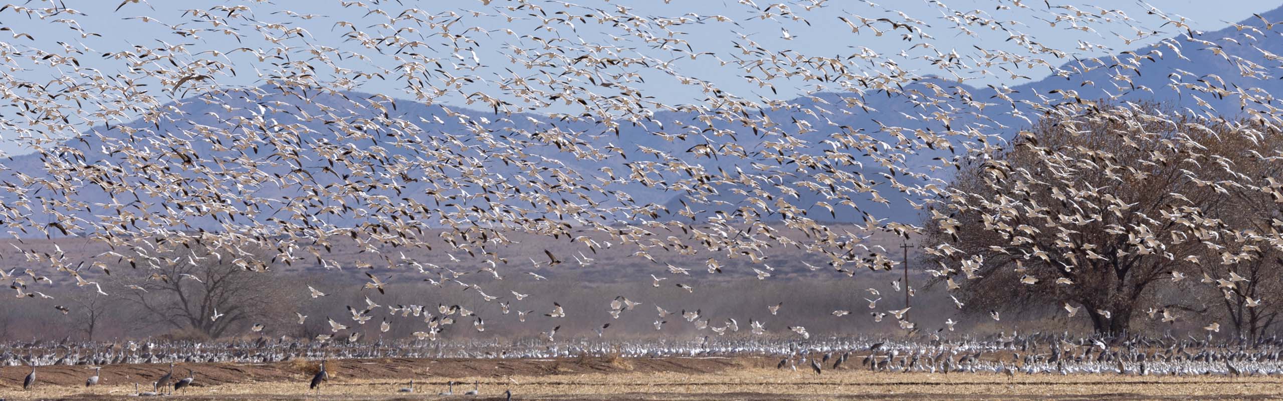 Bosque del Apache Field Guides Birding Tours NEW MEXICO USA Bosque del Apache Field Guides Birding Tours NEW MEXICO USA