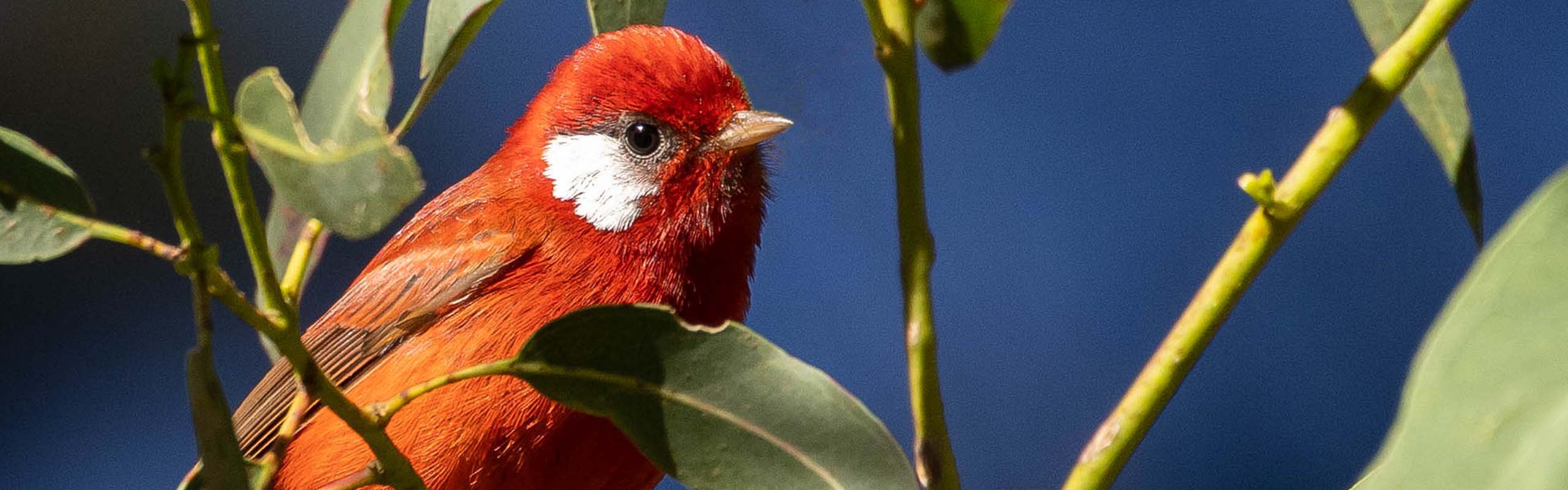 Red Warbler Field Guides Birding Tours Mexico Red Warbler Field Guides Birding Tours Mexico