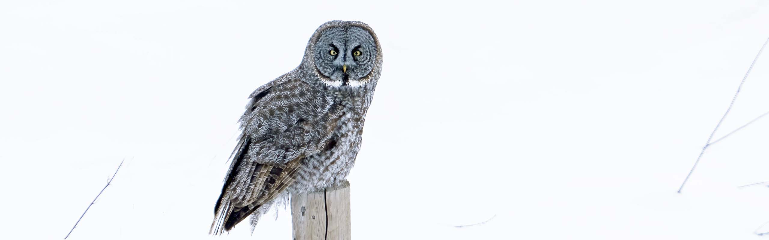 Great Gray Owl2 Field Guides Birding Tours Canada