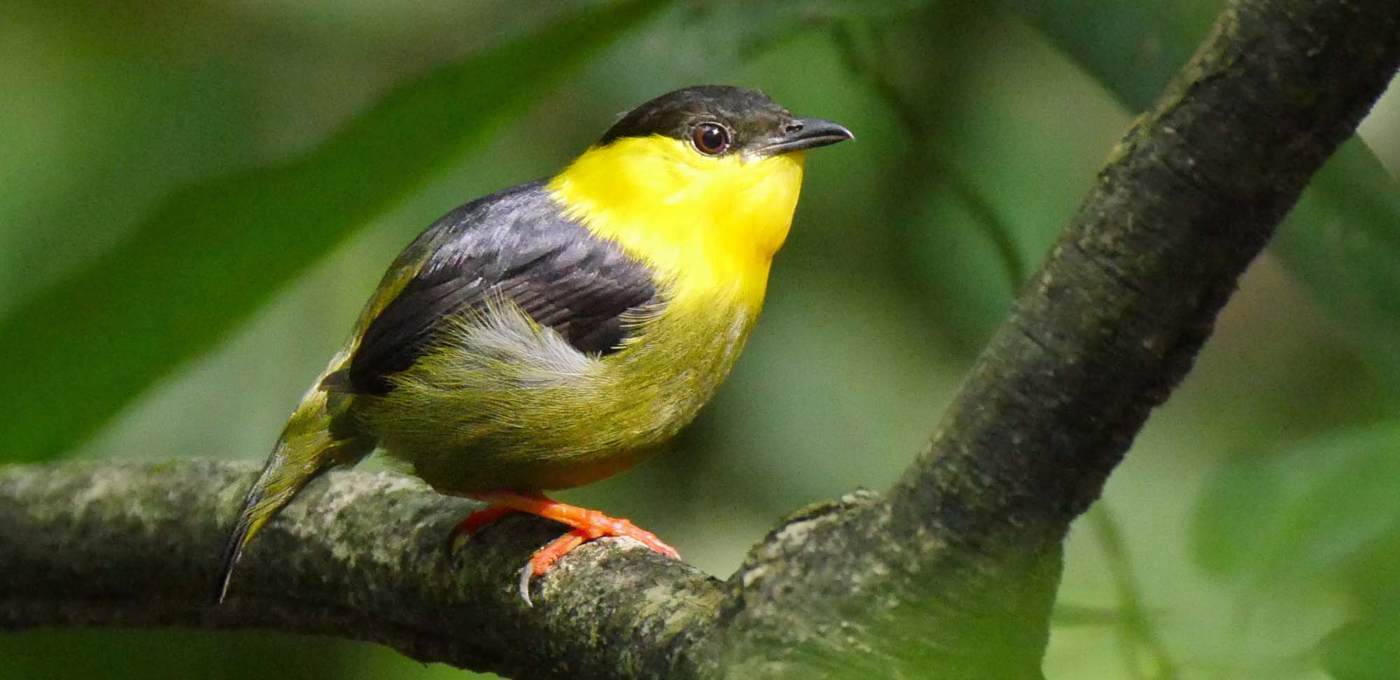 Golden-collared Manakin Field Guides Birding Tours Panama