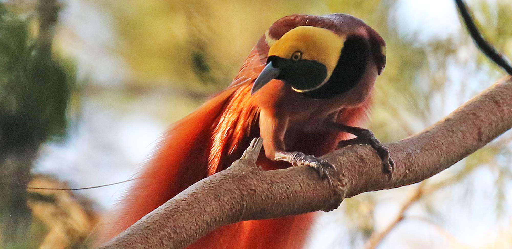 Raggiana Bird-of-paradise Field Guides Birding Tours Papua new guinea