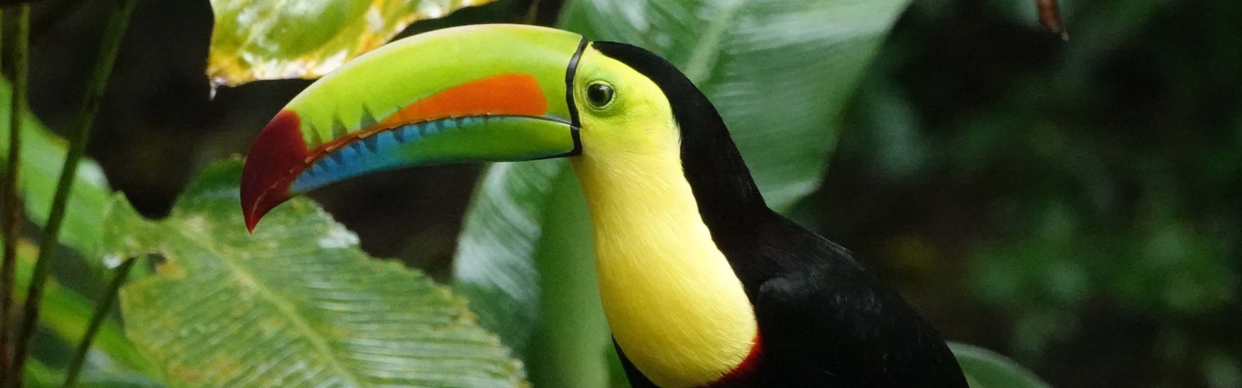 Keel-billed Toucan Field Guides Birding Tours Panama Keel-billed Toucan Field Guides Birding Tours Panama