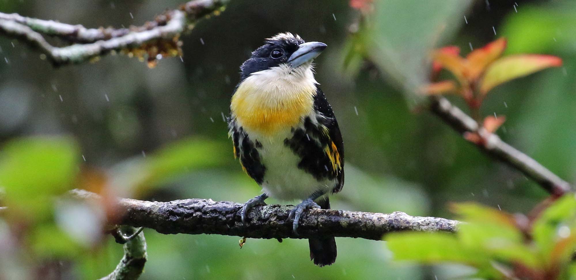 Spot-crowned Barbet Field Guides Birding Tours Panama