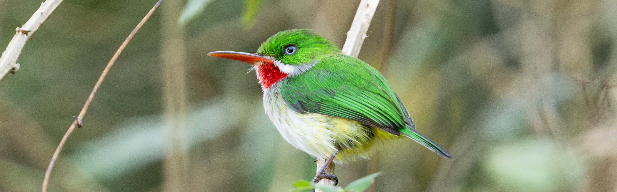 Puerto Rican Tody Field Guides Birding Tours Puerto rico Puerto Rican Tody Field Guides Birding Tours Puerto rico