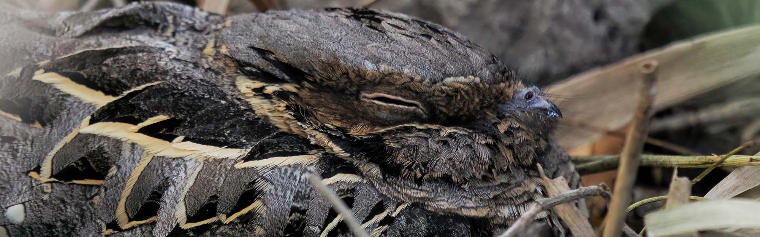 Pauraque2 Field Guides Birding Tours TEXAS USA Pauraque2 Field Guides Birding Tours TEXAS USA