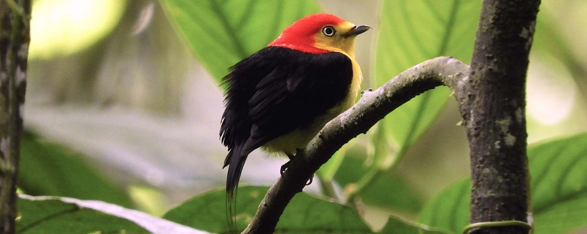 Wire-tailed Manakin Field Guides Birding Tours Ecuador