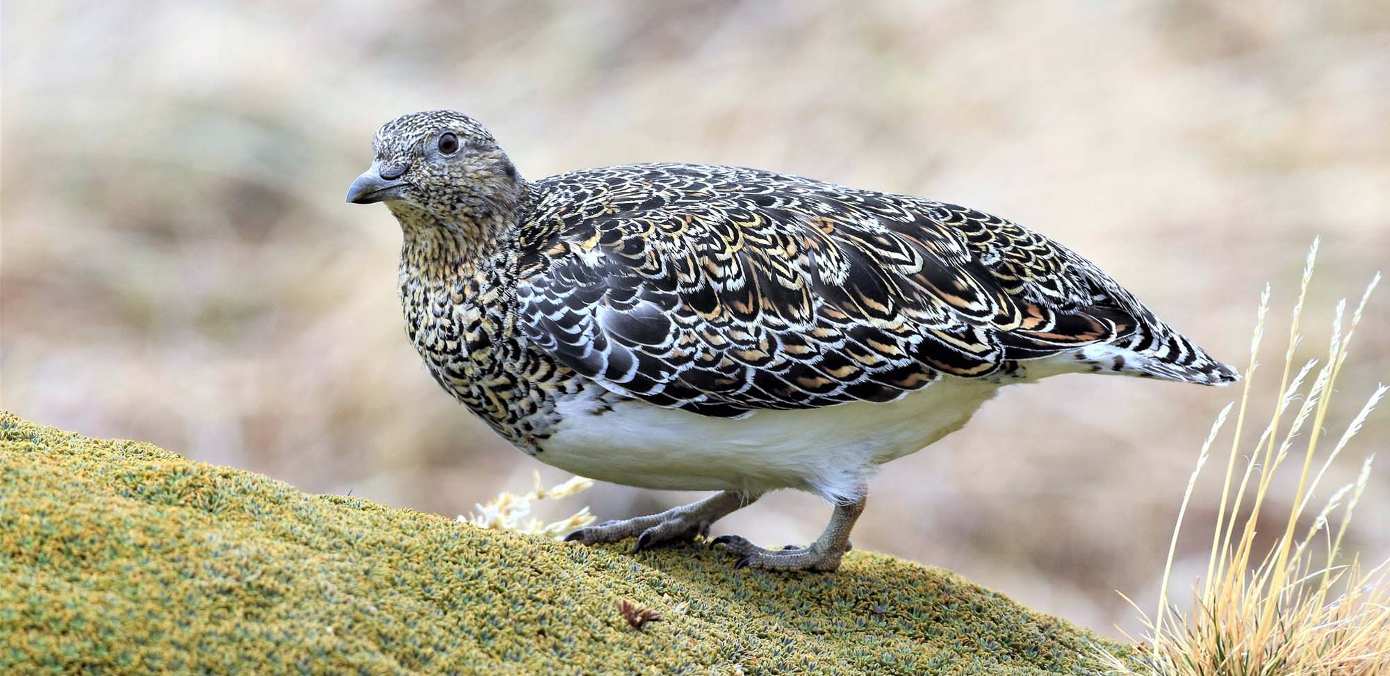 White-bellied Seedsnipe Field Guides Birding Tours Argentina