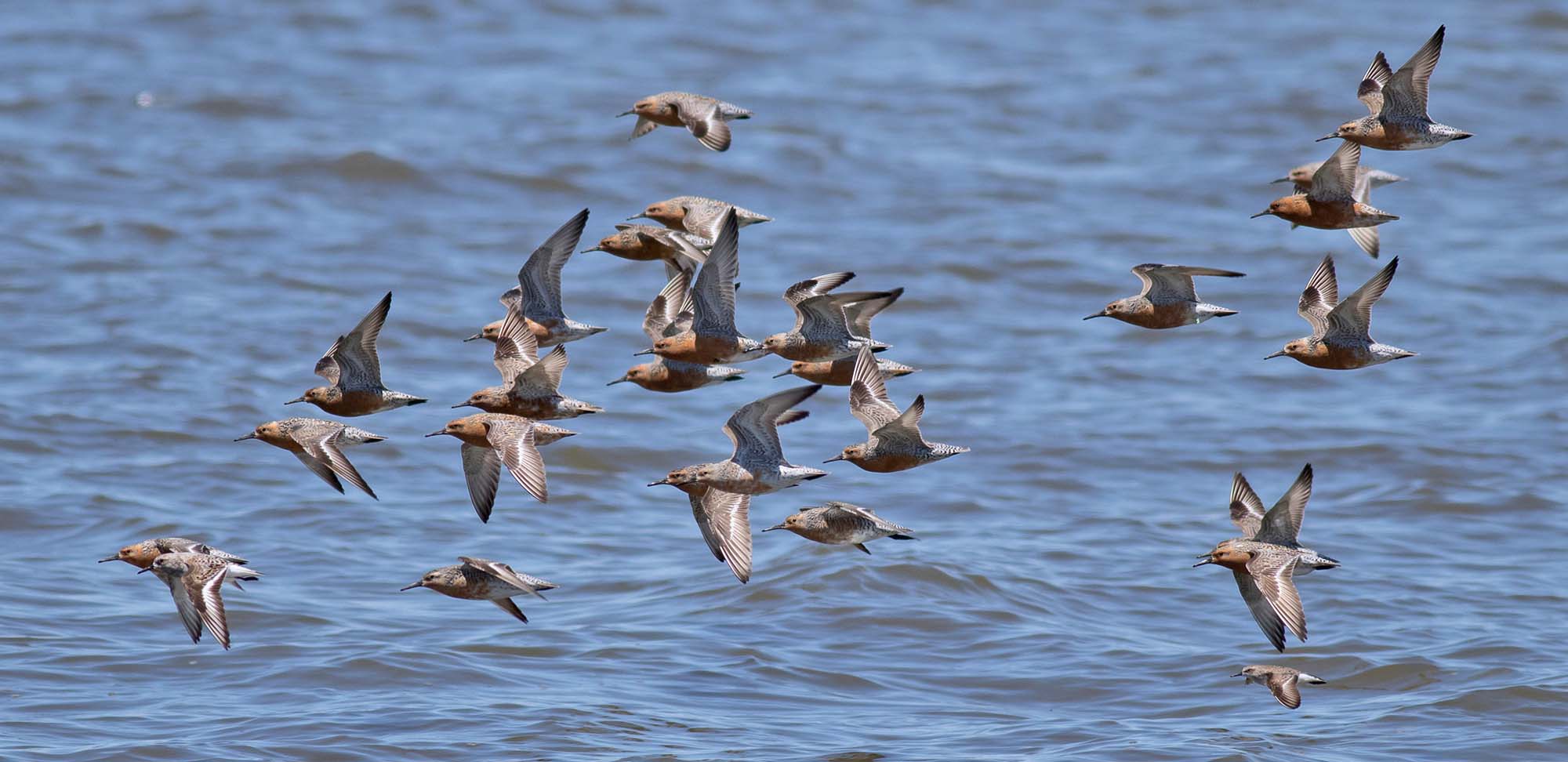 Red Knots Field Guides Birding Tours NEW JERSEY USA