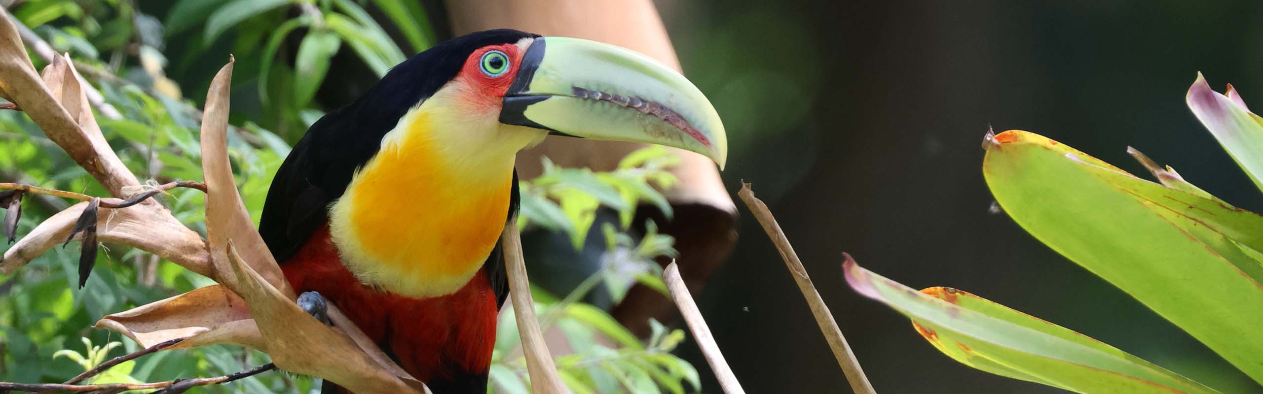 Red-breasted Toucan Field Guides Birding Tours Brazil Red-breasted Toucan Field Guides Birding Tours Brazil