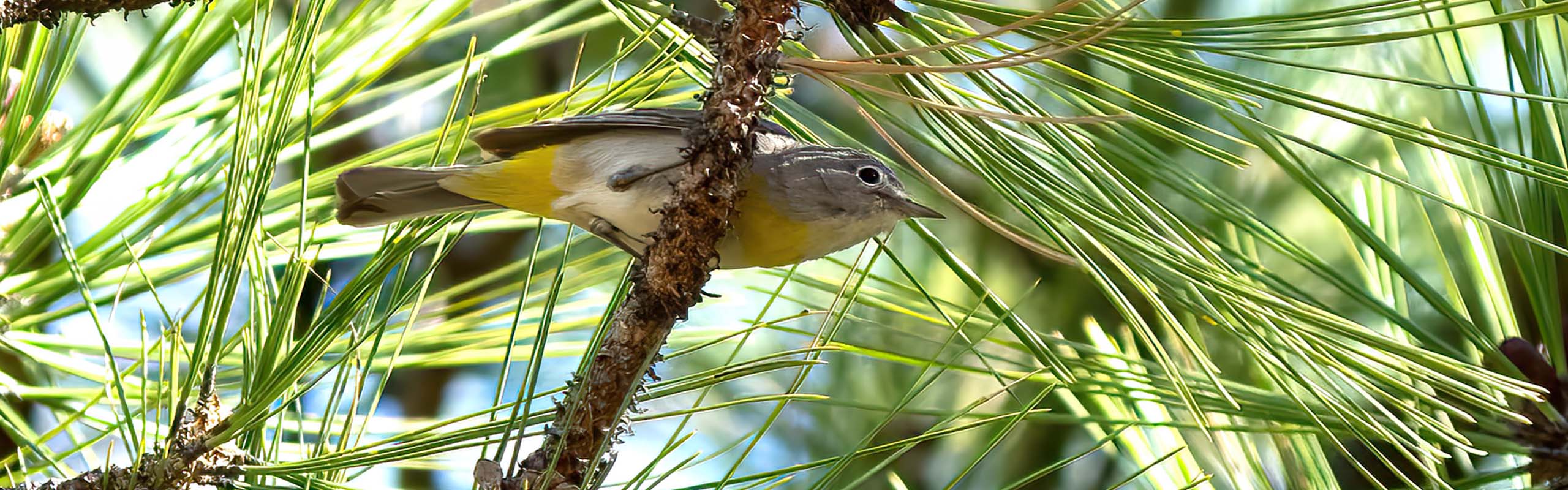 Virginias Warbler Field Guides Birding Tours ARIZONA USA Virginias Warbler Field Guides Birding Tours ARIZONA USA