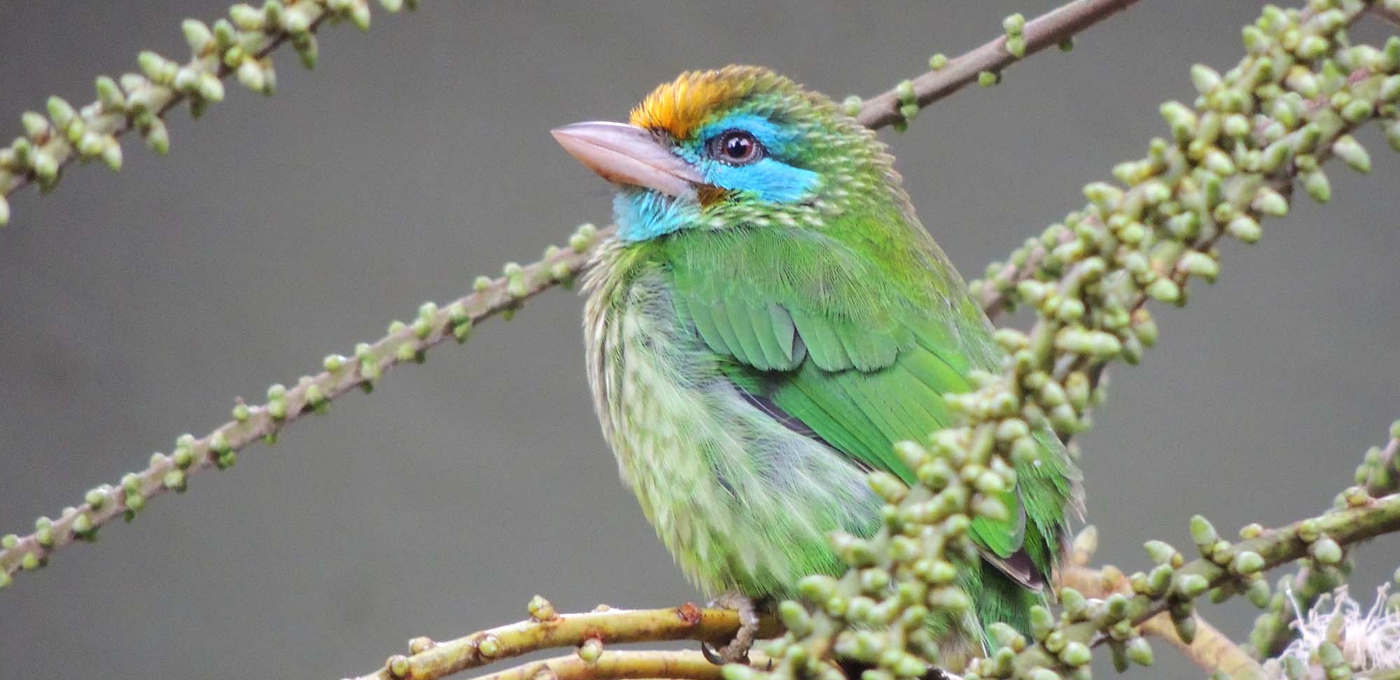 Yellow-fronted Barbet Field Guides Birding Tours Sri lanka