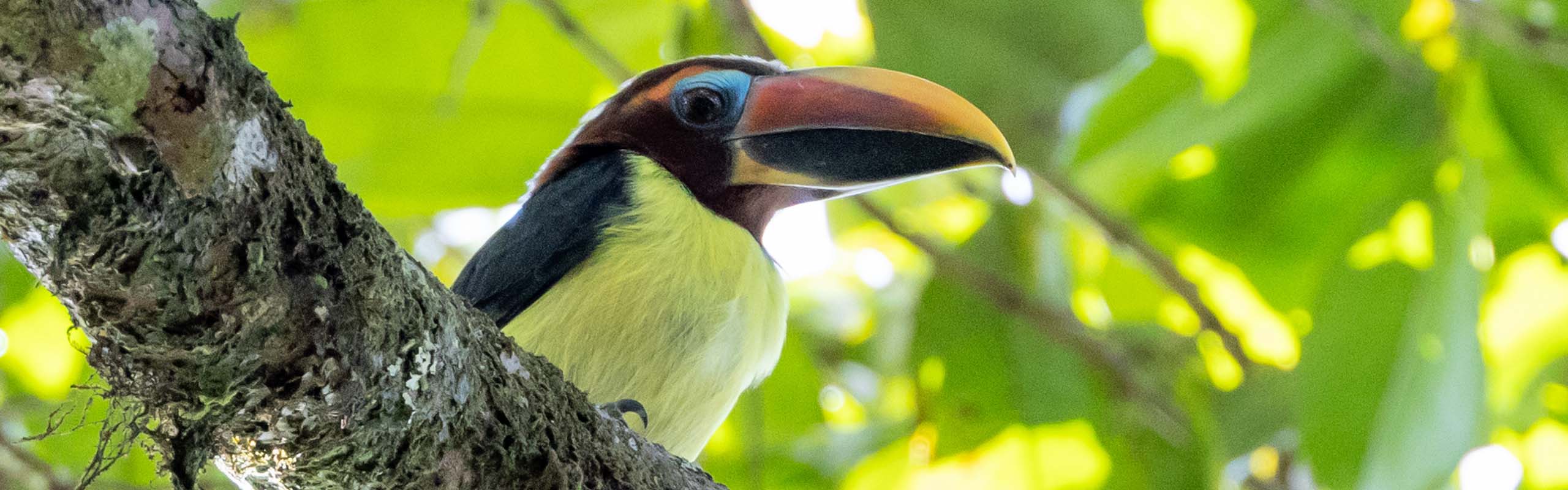 Green Aracari Field Guides Birding Tours Suriname Green Aracari Field Guides Birding Tours Suriname