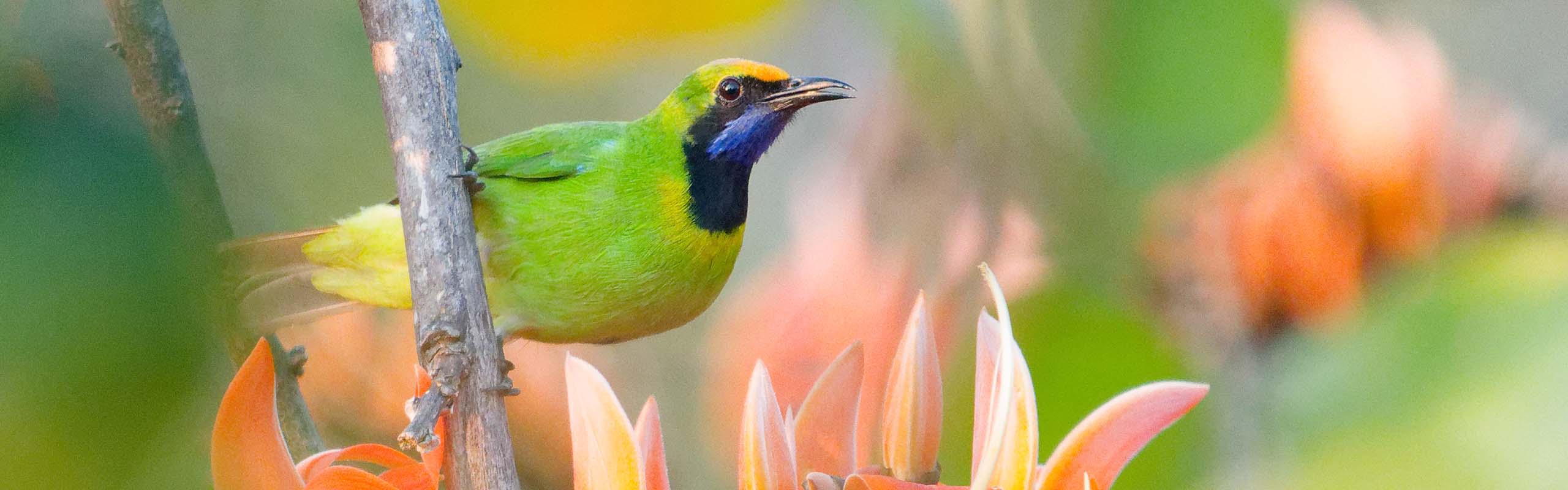 Golden-fronted Leafbird Field Guides Birding Tours Thailand Golden-fronted Leafbird Field Guides Birding Tours Thailand