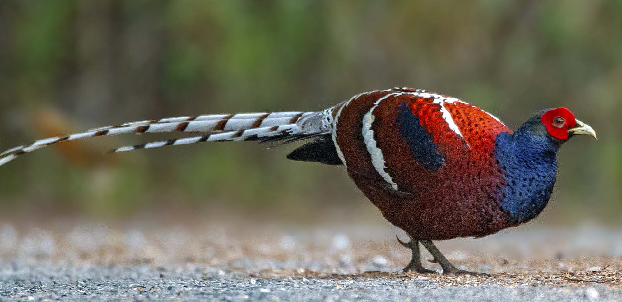 Humes Pheasant Field Guides Birding Tours Thailand