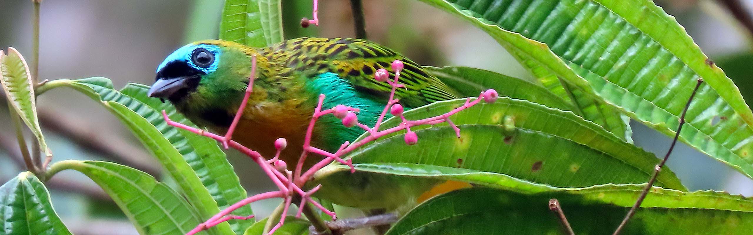 Brassy-breasted Tanager Field Guides Birding Tours Brazil Brassy-breasted Tanager Field Guides Birding Tours Brazil