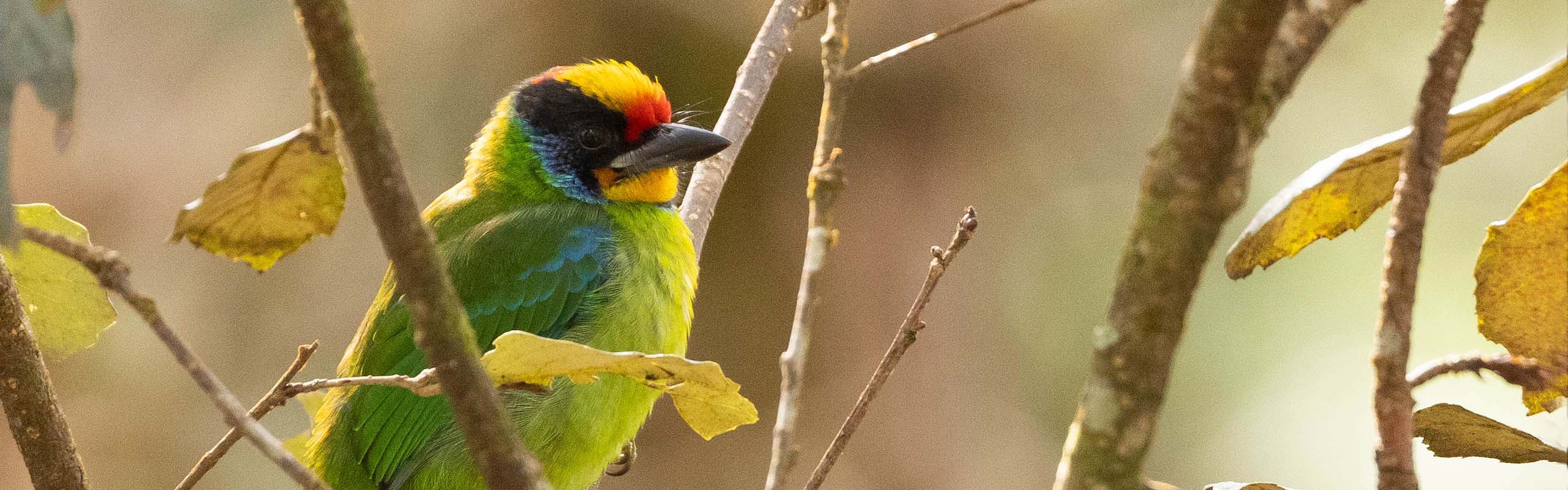 Necklaced Barbet Field Guides Birding Tours Vietnam Necklaced Barbet Field Guides Birding Tours Vietnam