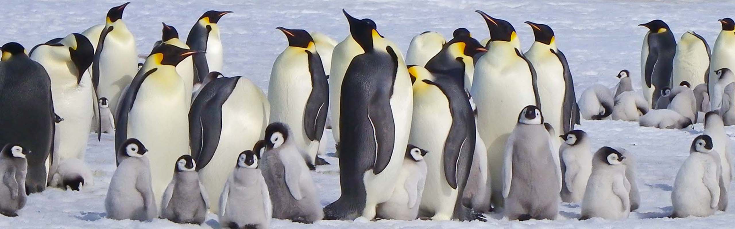 Emperor Penguin2 Field Guides Birding Tours Antarctica Emperor Penguin2 Field Guides Birding Tours Antarctica