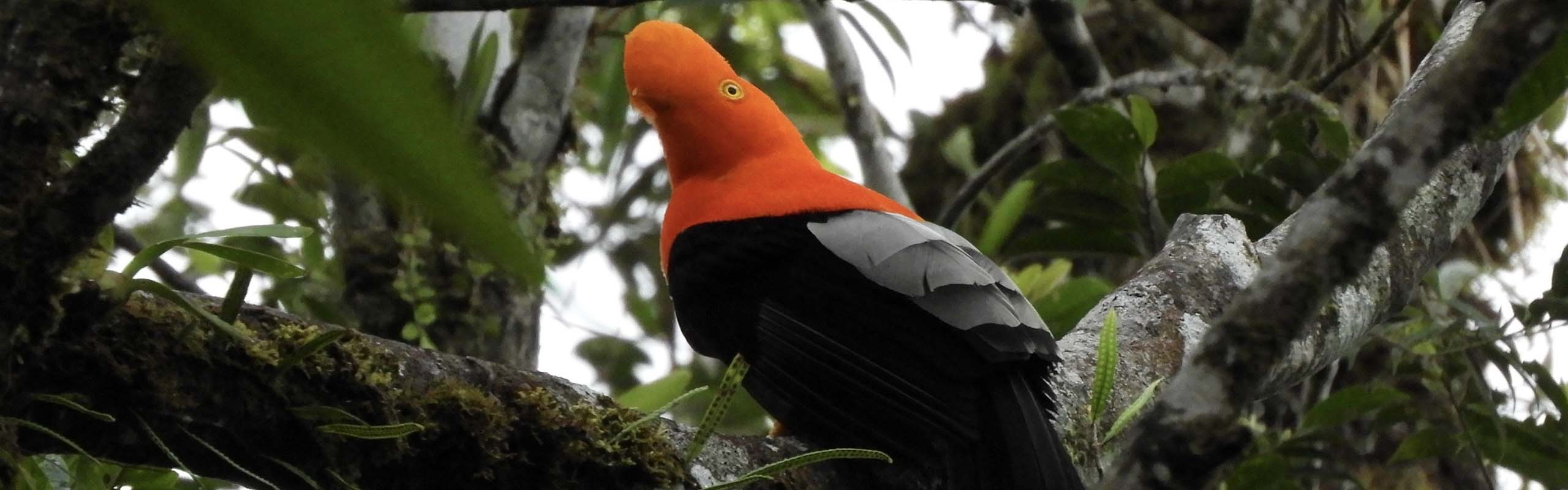 Andean Cock-of-the-rock Field Guides Birding Tours Ecuador Andean Cock-of-the-rock Field Guides Birding Tours Ecuador