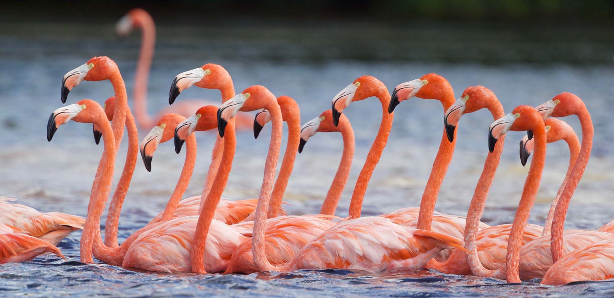 American Flamingo Field Guides Birding Tours Mexico