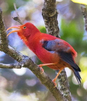 birding tours big island hawaii