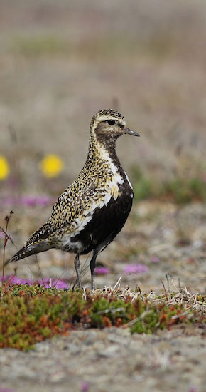 Iceland Birding Tour with FIELD GUIDES