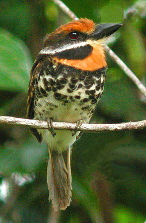 huaorani of ecuador essay huaorani of ecuador essay