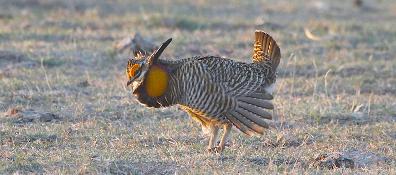 Field Guides Birding Tours: Colorado Grouse I