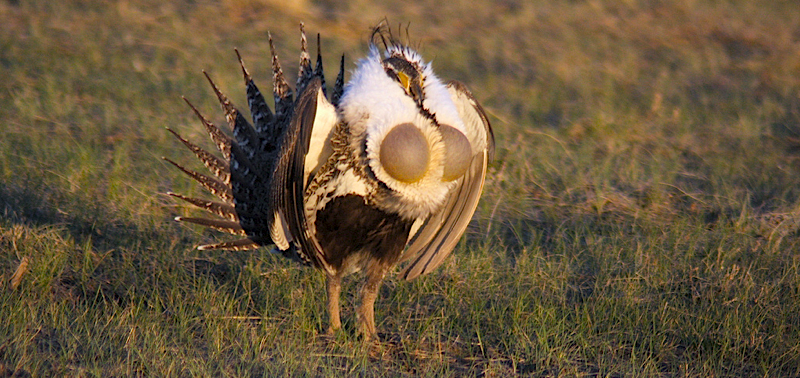 FIELD GUIDES BIRDING TOURS: COLORADO GROUSE II 2012