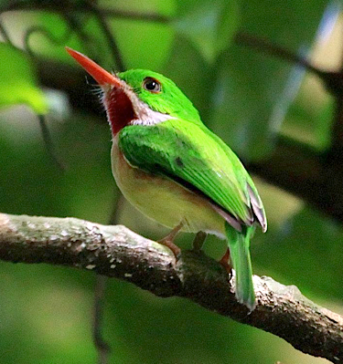 FIELD GUIDES BIRDING TOURS: DOMINICAN REPUBLIC