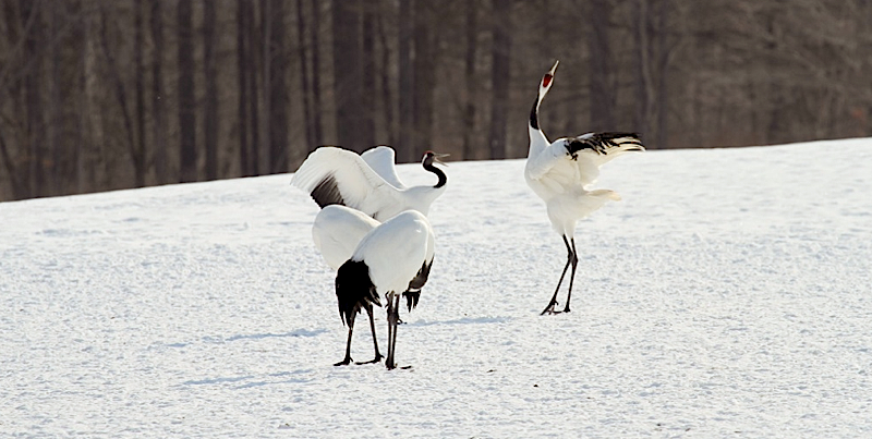 Field Guides Birding Tours: Winter Japan: Cranes & Sea Eagles