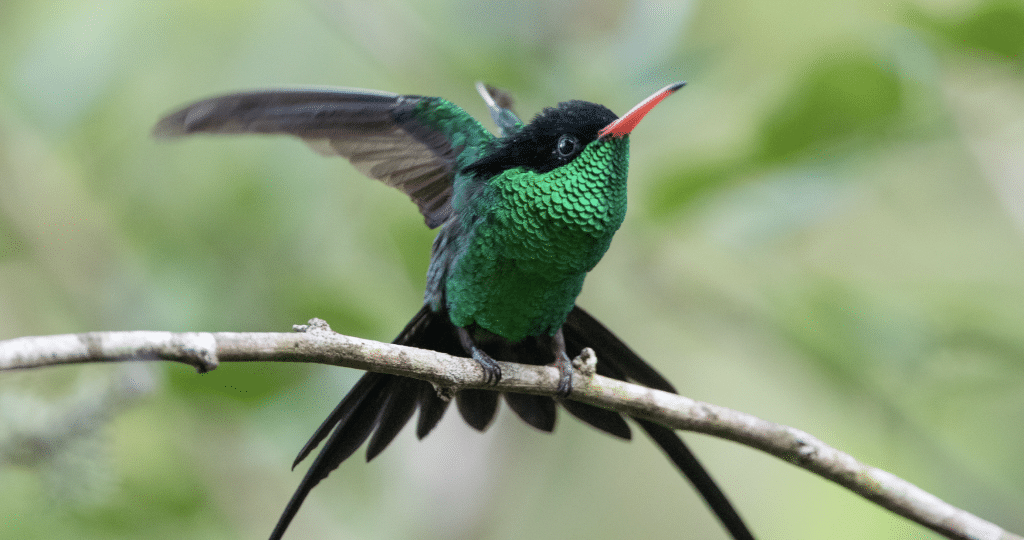 Red-billed Streamertail in Jamaica with FIELD GUIDES BIRDING TOURS