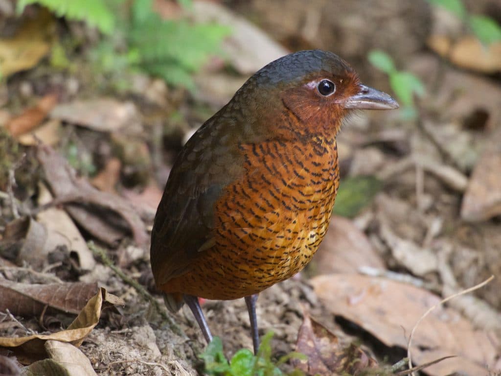 field guides birding tours ecuador