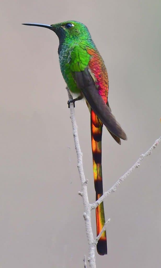 Red-tailed Comet by Field Guides participant Brian Stech