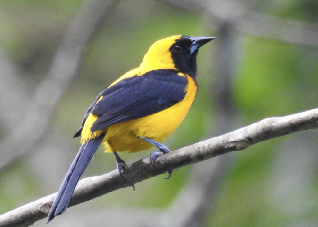 Yellow-backed Oriole in Panama with FIELD GUIDES BIRDING TOURS