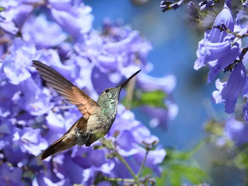 Berylline Hummingbird in Mexico with FIELD GUIDES BIRDING TOURS