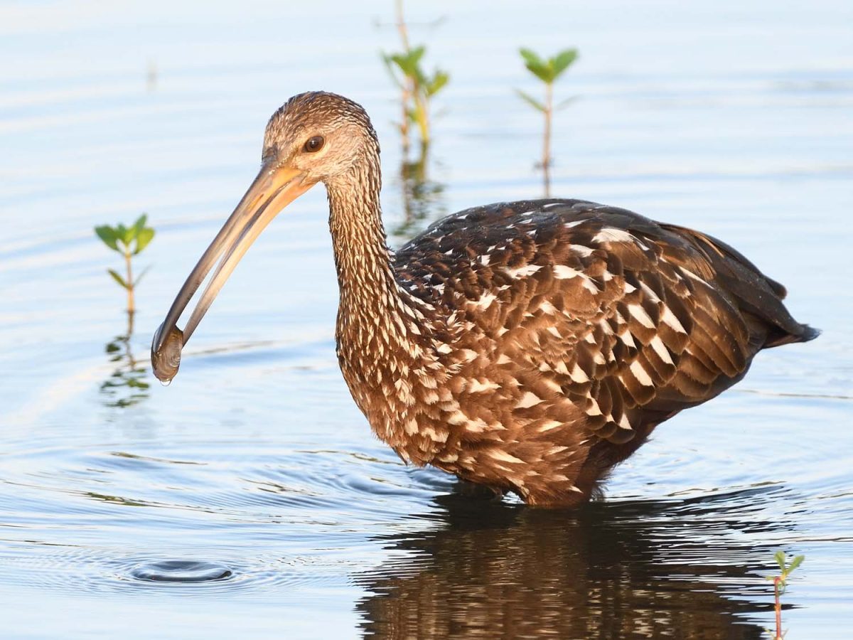 Maine Audubon Private Tours with Field Guides Field Guides